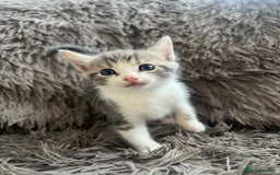 Bengal cats for sale: RUSSIAN BLUE BENGLES - Image 1