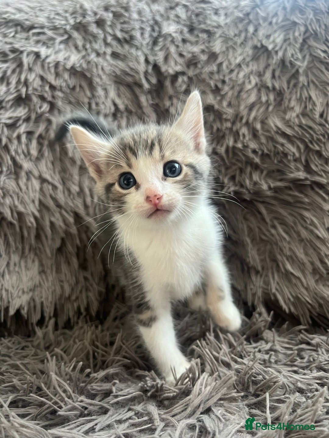 Bengal cats for sale: RUSSIAN BLUE BENGLES - Image 1