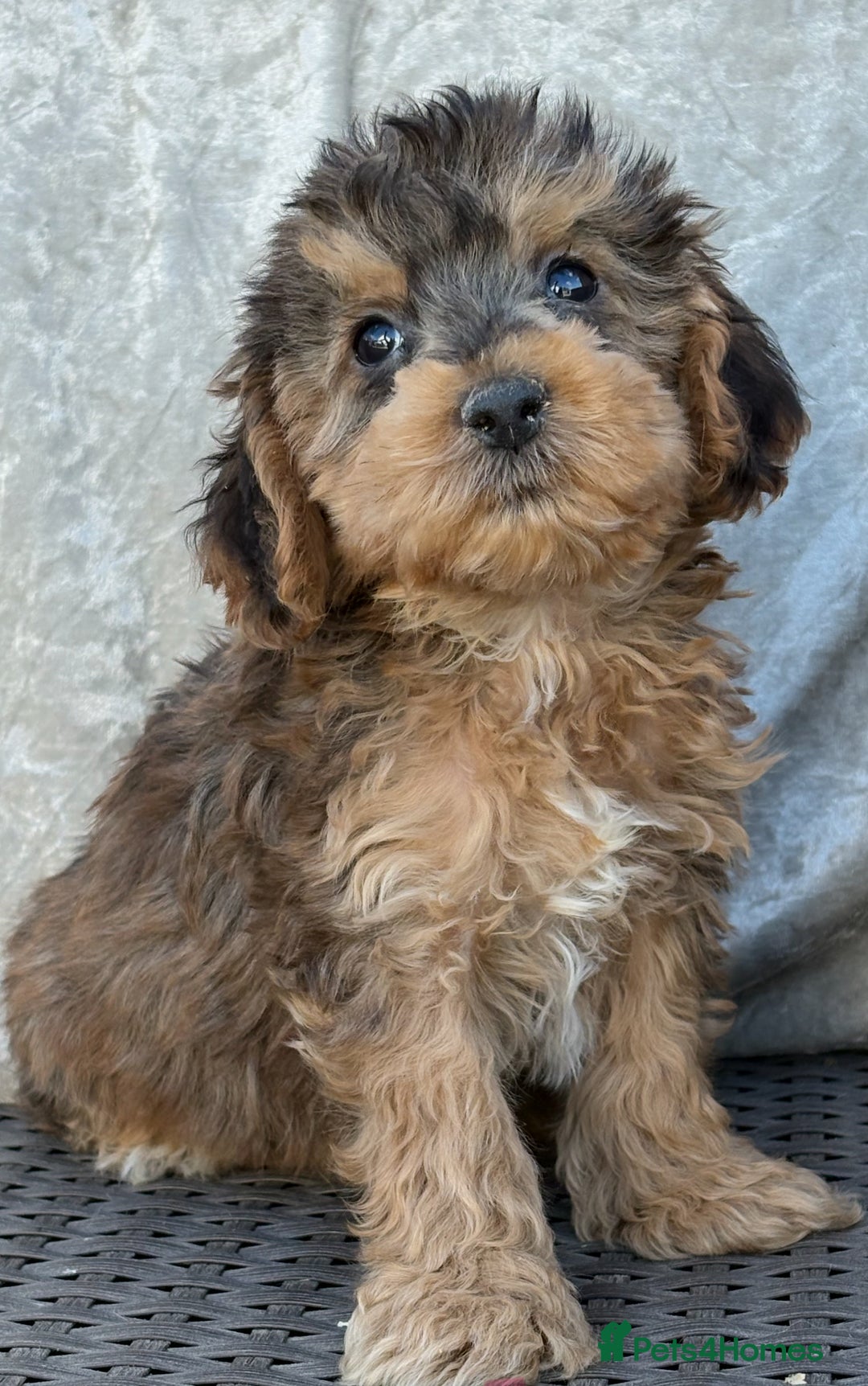 Cockapoo dogs for sale: F1 Cockapoo puppies  - Image 1
