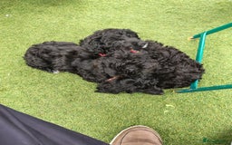 Cockapoo dogs for sale: F1 working cockapoo puppies - Image 27