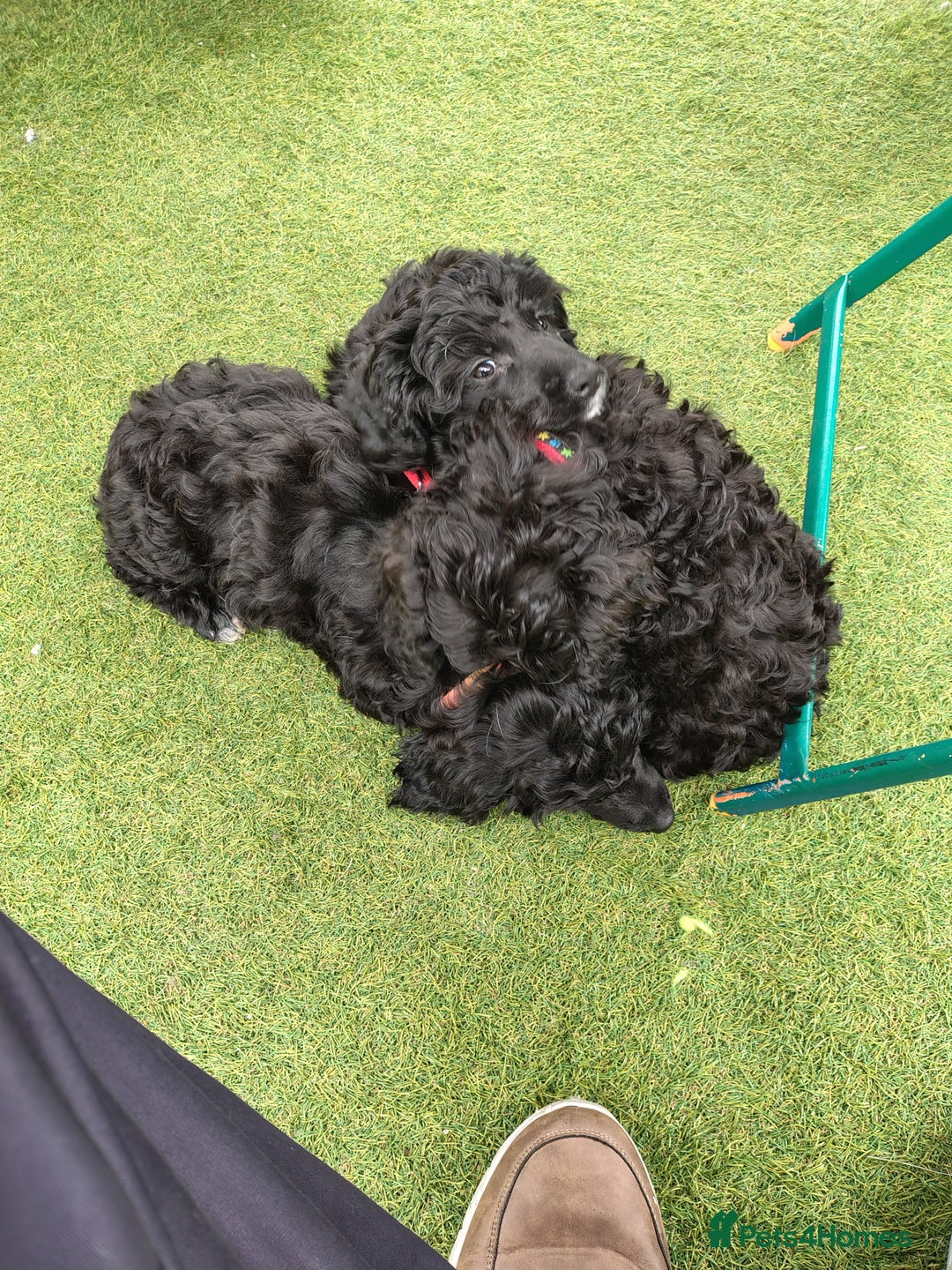 Cockapoo dogs for sale: F1 working cockapoo puppies - Image 27