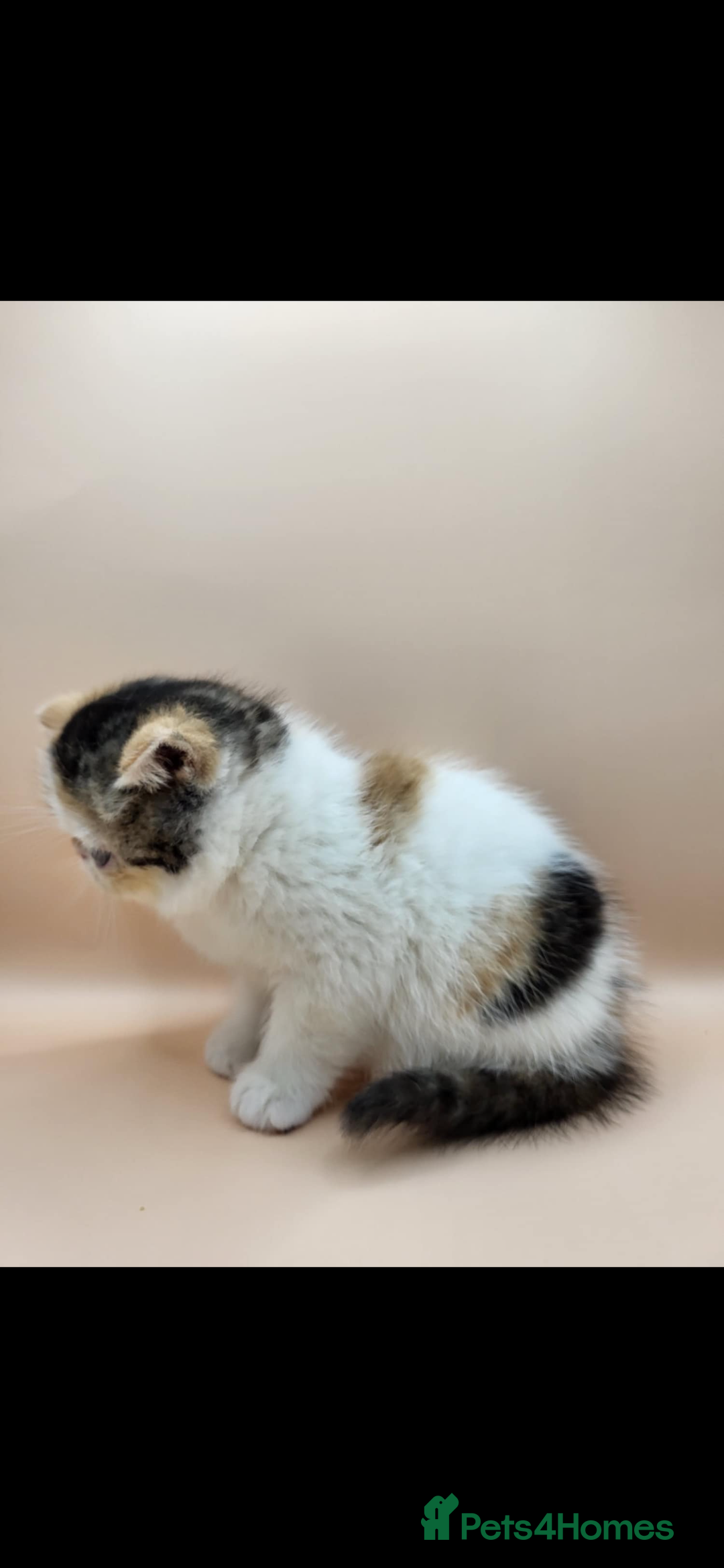 Exotic cats for sale: Exotic kittens  - Advert 26