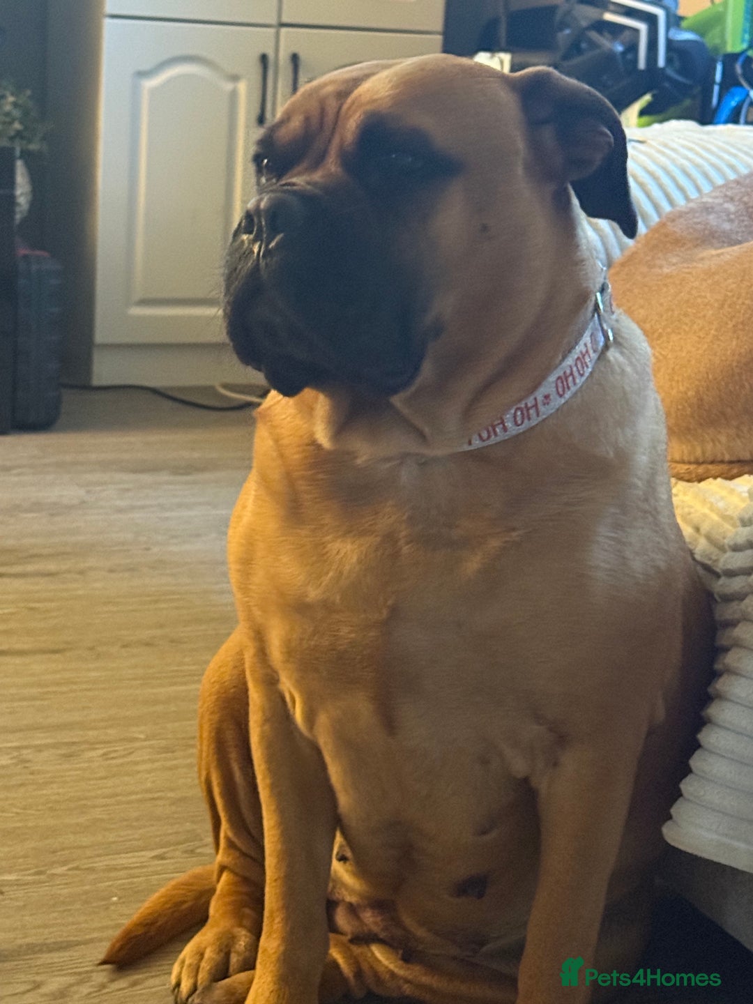 Bullmastiff dogs for sale: Beautiful female bullmastiff  - Advert 4