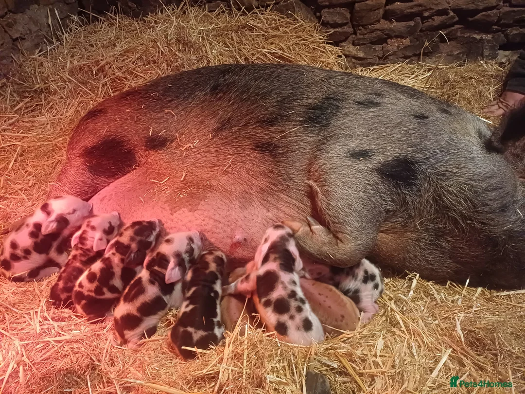Pig livestock for sale: Kunekune x Juliana  - Advert 2