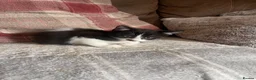 British Shorthair cats for sale: Female kitten - Advert 7