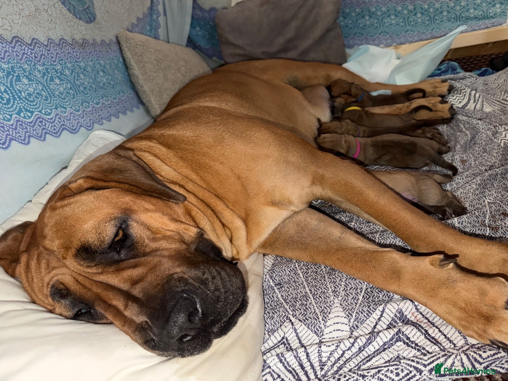 Boerboel dogs for sale: Elite Guard Neema X Spartan Dutch - Advert 1