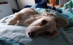 Miniature Dachshund dogs for sale: KC Cream long haired miniature dachshund  - Image 3