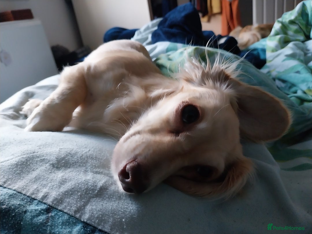 Miniature Dachshund dogs for sale: KC Cream long haired miniature dachshund  - Image 3