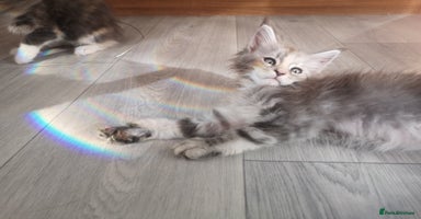 Maine Coon cats - Advert 11