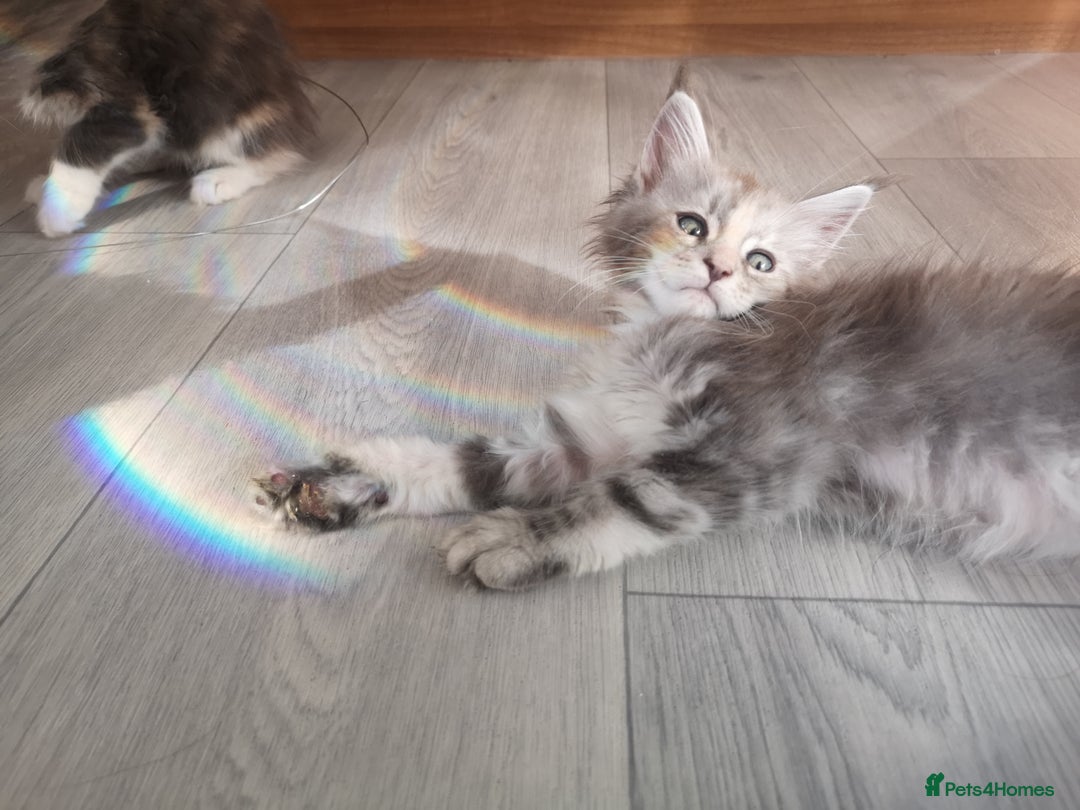 Maine Coon cats for sale: Maine Coon Kittens Parents Tica Reg& Health tested - Image 3