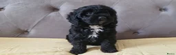 Cavapoo dogs for sale: Gorgeous cavapoo puppies health tested parents - Advert 8