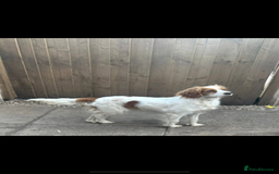 Mixed Breed dogs for sale: Cockalier puppies  - Advert 1