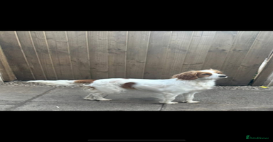 Mixed Breed dogs Cockalier puppies  - Advert 1