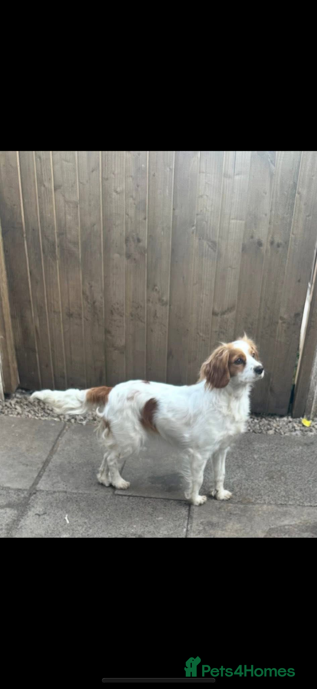 Mixed Breed dogs for sale: Cockalier puppies  - Advert 1