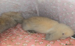 Mini Lion Lop rabbits for sale: ADORABLE BABY MINI LION LOPS  - Image 3