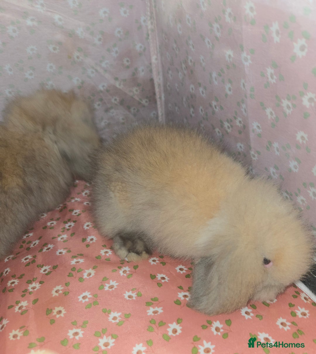 Mini Lion Lop rabbits for sale: ADORABLE BABY MINI LION LOPS  - Image 3
