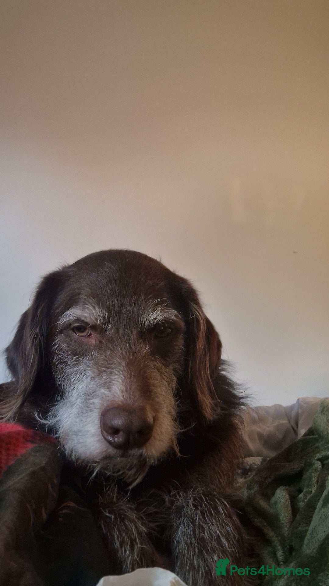 Mixed Breed dogs for sale: Dog for rehoming - Advert 4