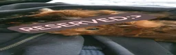 Guinea Pig rodents for sale: Abyssinian Type Boars - Advert 1