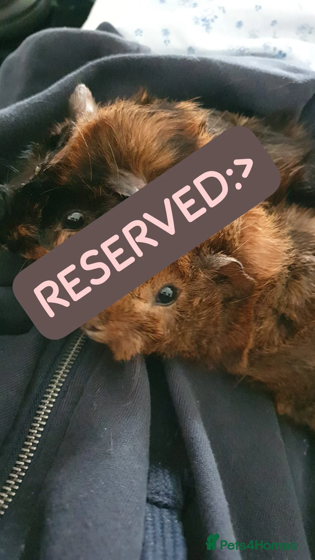 Guinea Pig rodents for sale: Abyssinian Type Boars - Advert 1