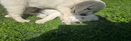 Golden Retriever dogs for sale: all puppies have now been reserved - Advert 4
