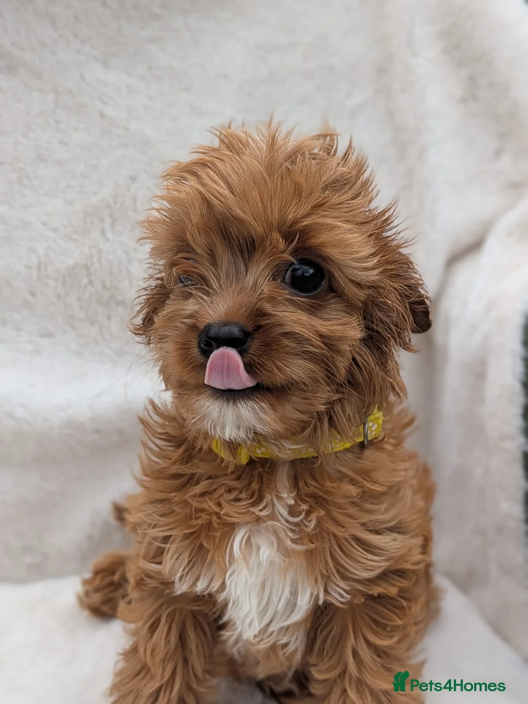 Cavapoo dogs for sale: Cavapoo puppies (toy)DNA CLEAR - Advert 2