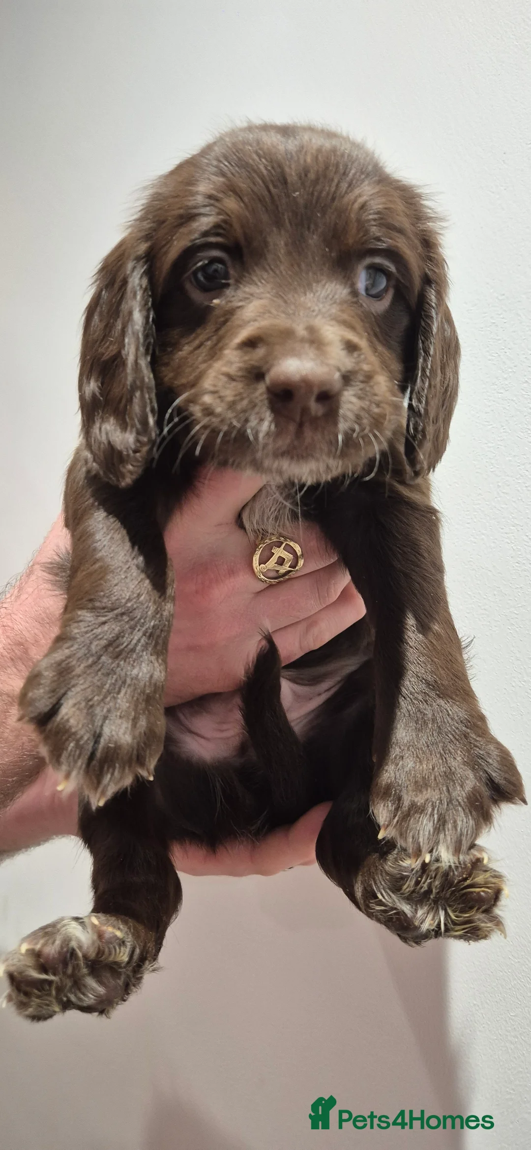 Sprocker dogs for sale: Sprocker Puppies  - Advert 11