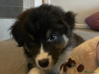 Australian Shepherd dogs Exceptional Australian Shepherd Puppies - Advert 6