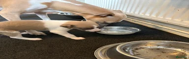 Whippet 7