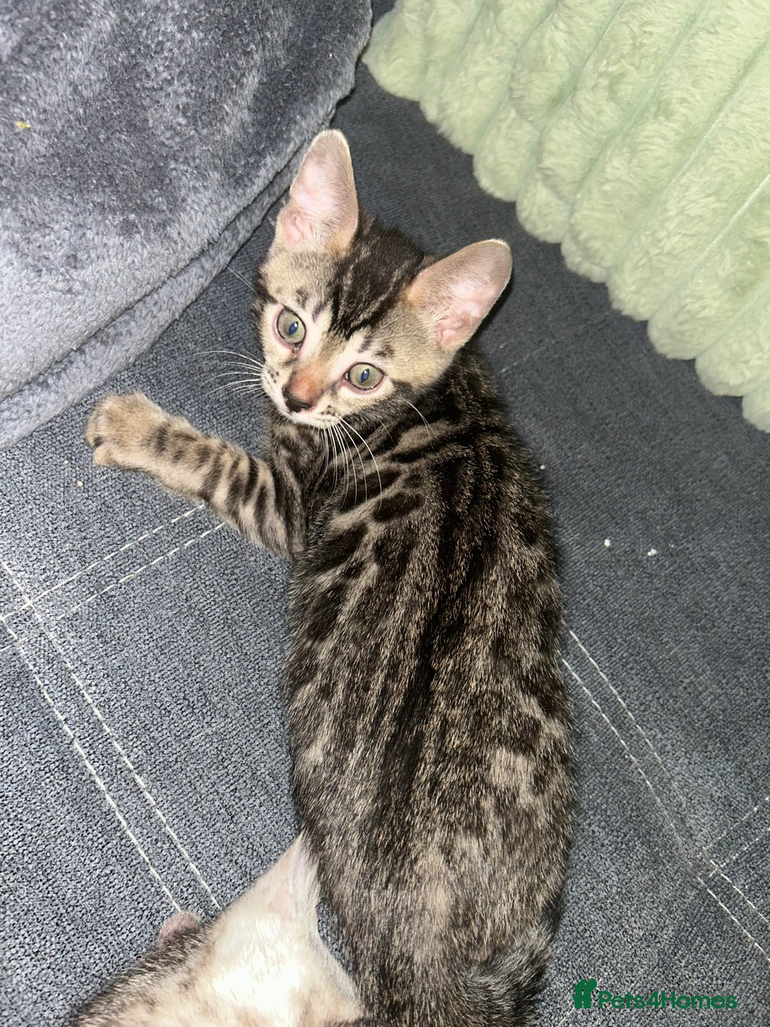 Bengal cats for sale: Bengal Kittens for Sale – Girl & Boy 🐆💛 - Image 12