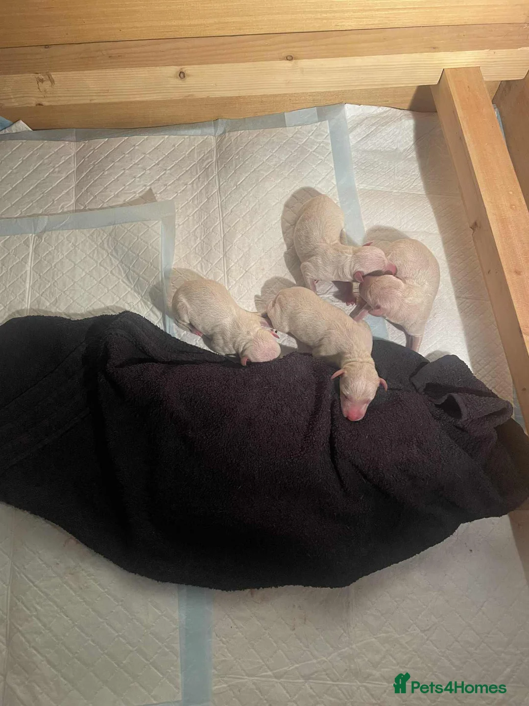 Italian Greyhound dogs for stud: KC registred Italian Greyhound proven for studding in Bristol - Advert 9