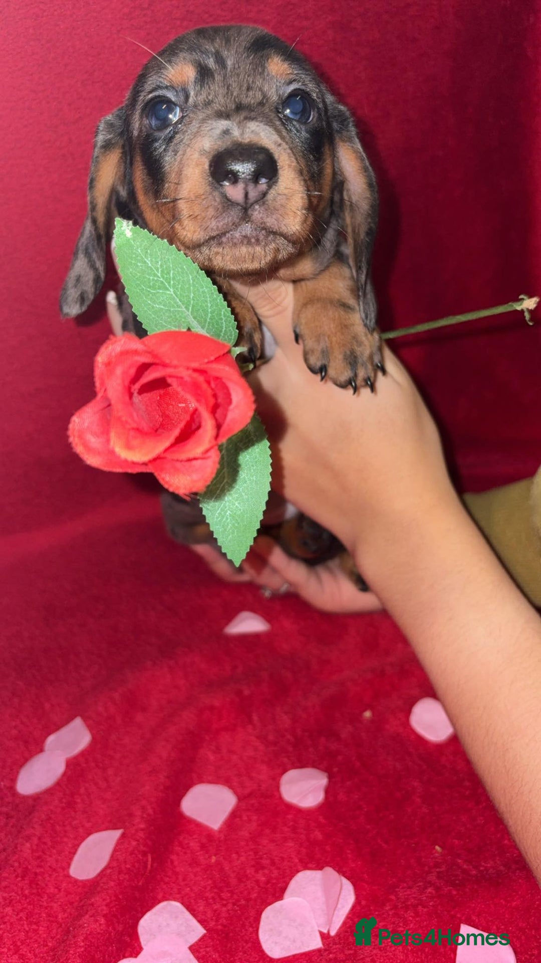 Dachshund dogs for sale: Beautiful dachshund puppy  - Advert 12
