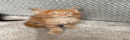 Maine Coon cats for sale: Beautiful Baby Maine Coon Kittens - Advert 24