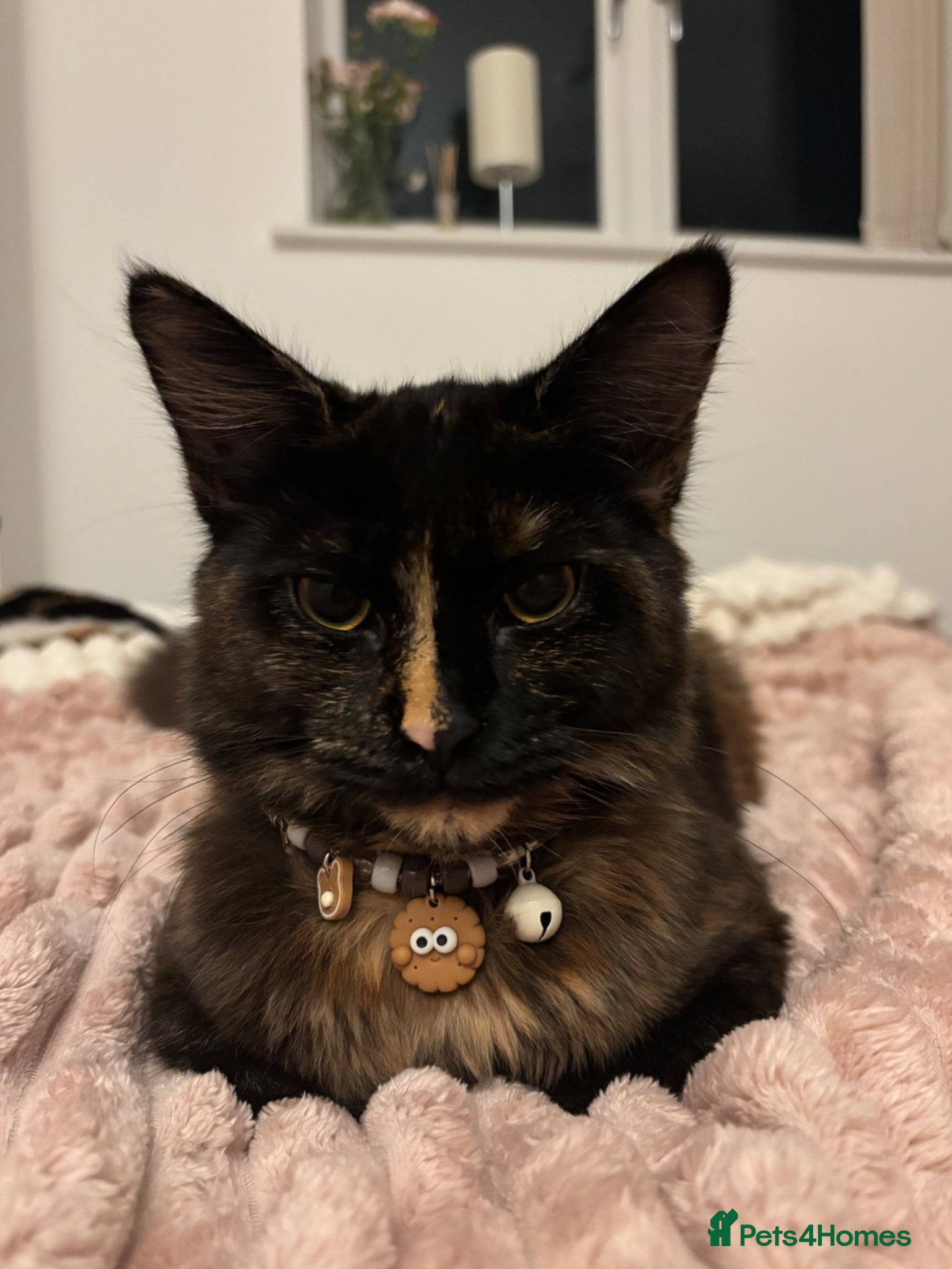 Maine Coon cats friendly female tortoiseshell cat  - Advert 3