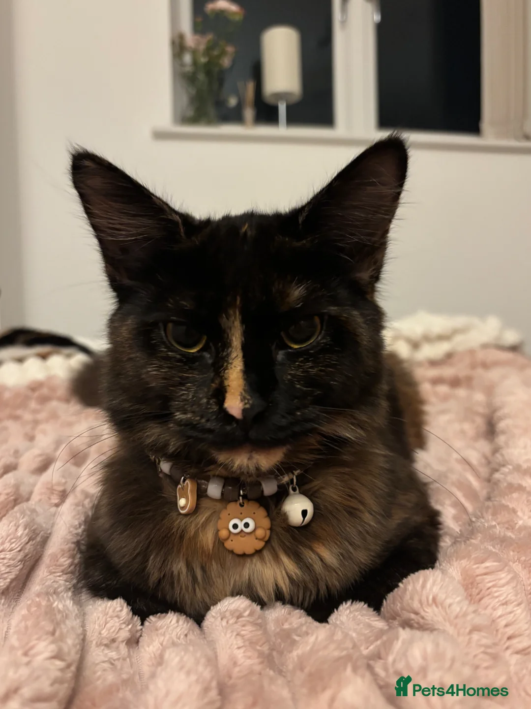 Maine Coon cats for sale: friendly female tortoiseshell cat  - Advert 1