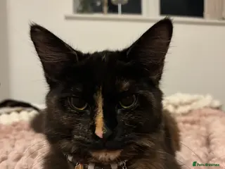 Maine Coon cats friendly female tortoiseshell cat - Advert 3