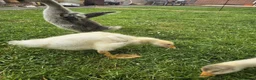 Geese poultry for sale: 3 Beautiful Geese (Embden & French Grey) + Setup in Leicester - Advert 2
