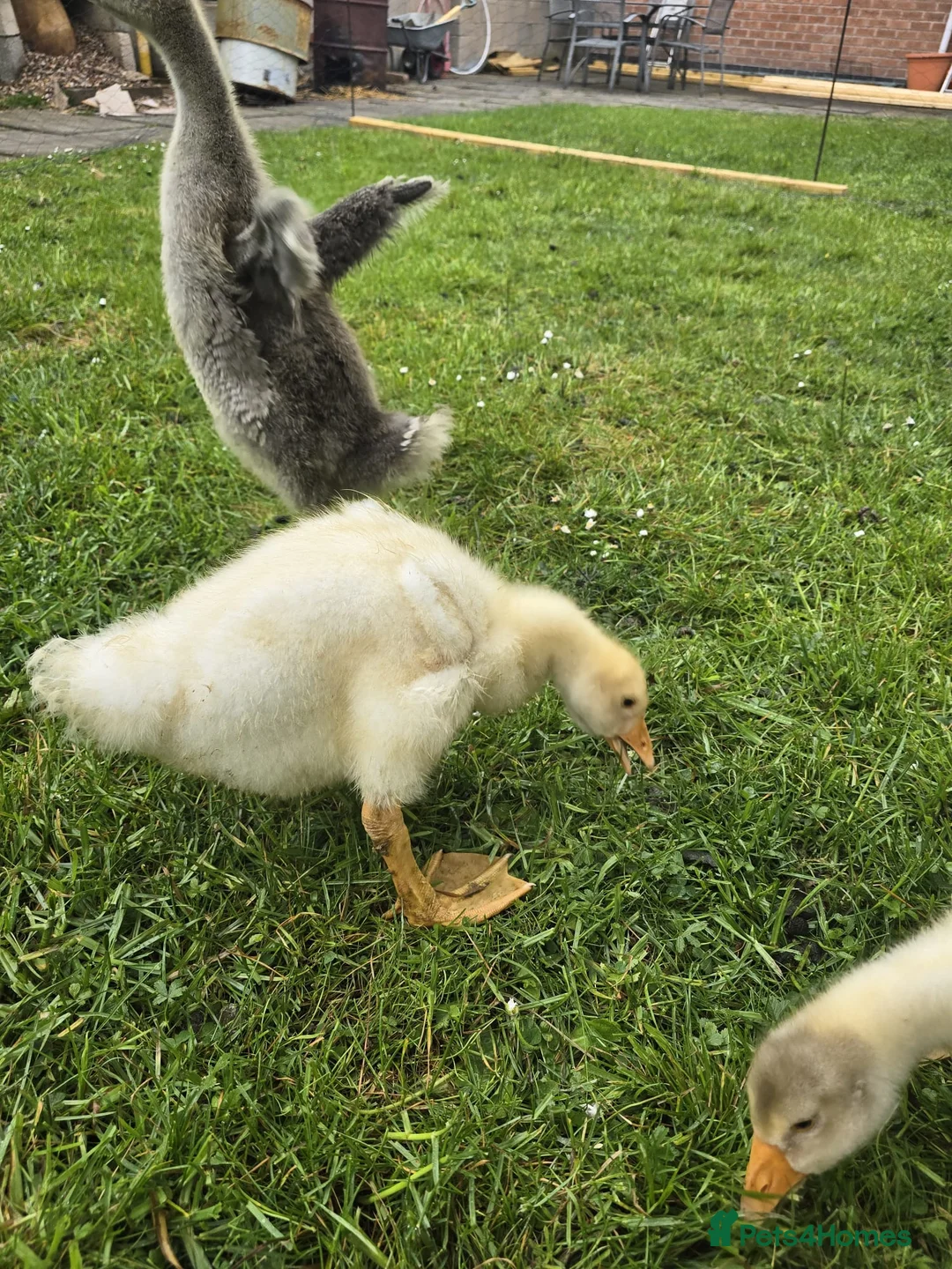 Geese poultry for sale: 3 Beautiful Geese (Embden & French Grey) + Setup in Leicester - Advert 2