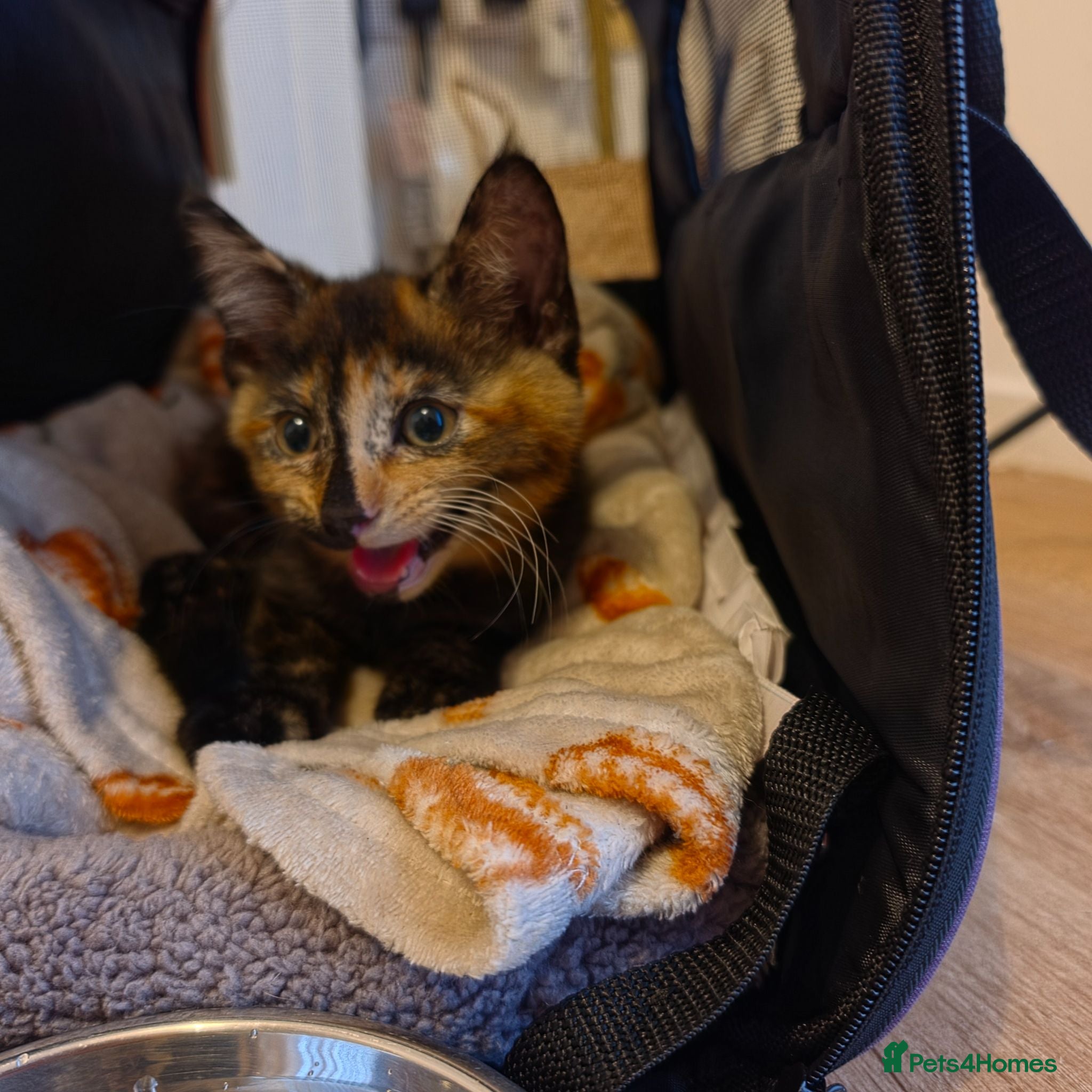 Mixed Breed cats tortoiseshell kitten - Advert 4