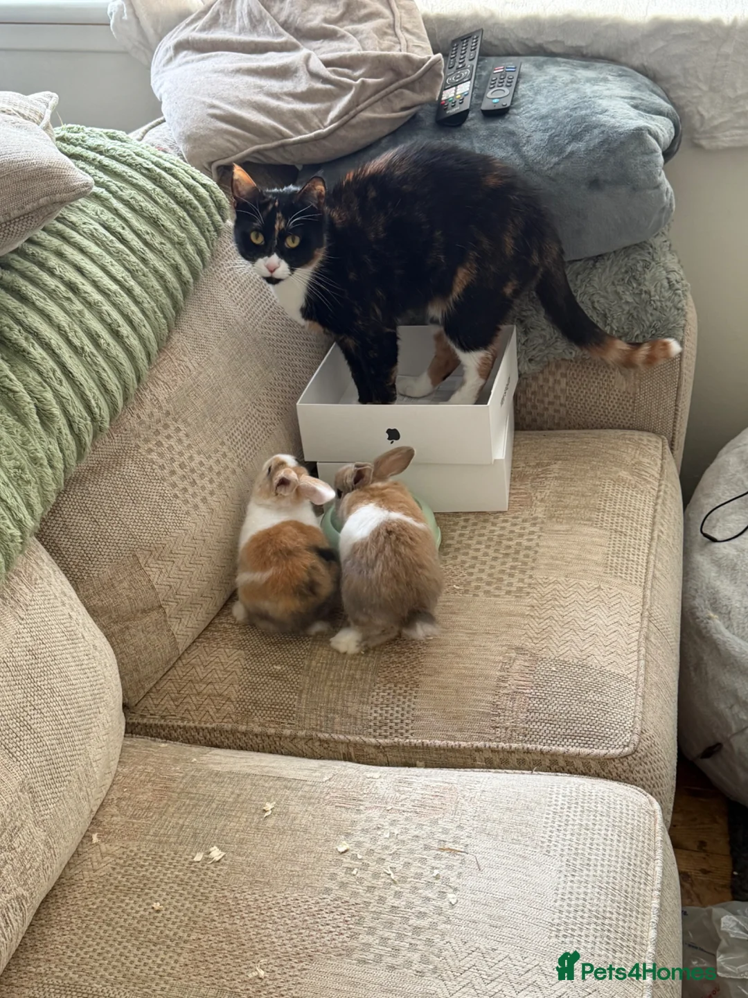 Mixed Breed rabbits for sale: Toffee and Butter  - Advert 5