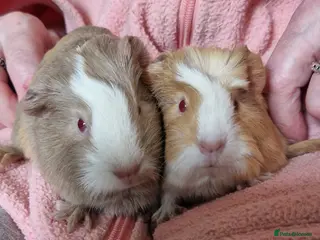 Guinea Pig rodents Two bond boys will be ready on 6th march 26 - Advert 15