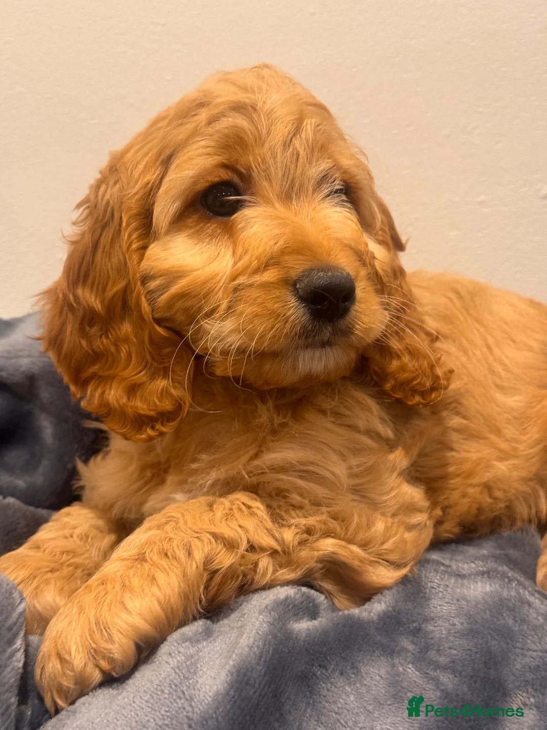 Cockapoo dogs for sale: Small Cockapoo puppies  - Advert 1