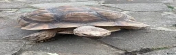 Tortoise reptiles for sale: Sulcata tortoise African  in Basildon - Advert 9