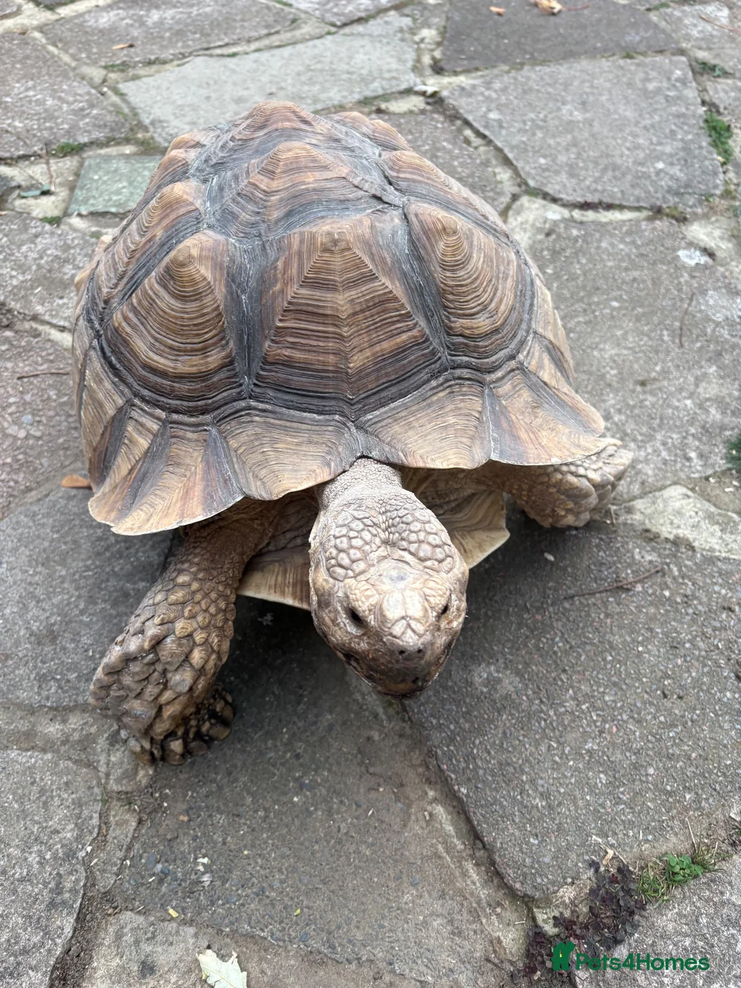 Tortoise reptiles for sale: Sulcata tortoise African  in Basildon - Advert 9