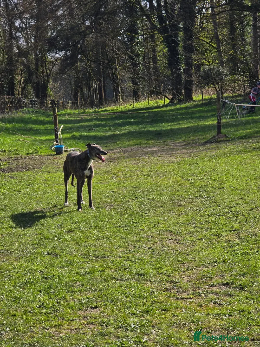 Greyhound dogs for adoption: Cass  in Shaftesbury - Advert 5