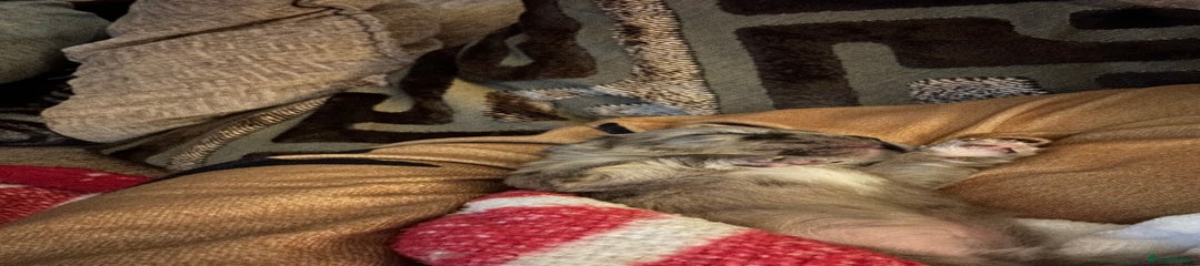 French Bulldog Puppy 1 (not for sale)