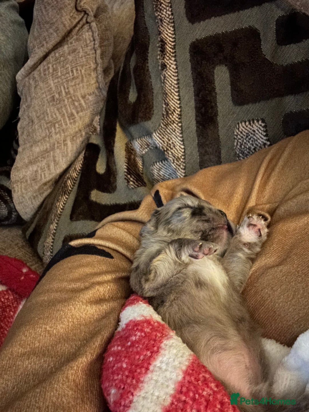 French Bulldog dogs for sale: French bulldog puppies (fluffy gene carriers) - Image 8