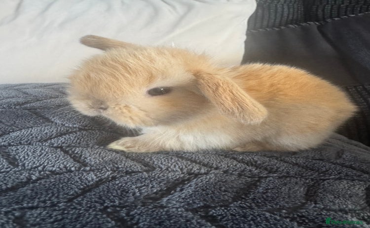 Mini Lop rabbits - Advert 11