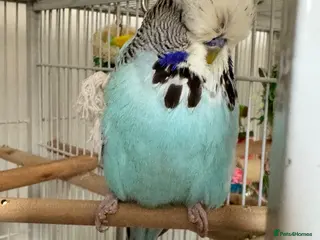 Budgerigars birds Tame Male Exhibition Budgie - Advert 2