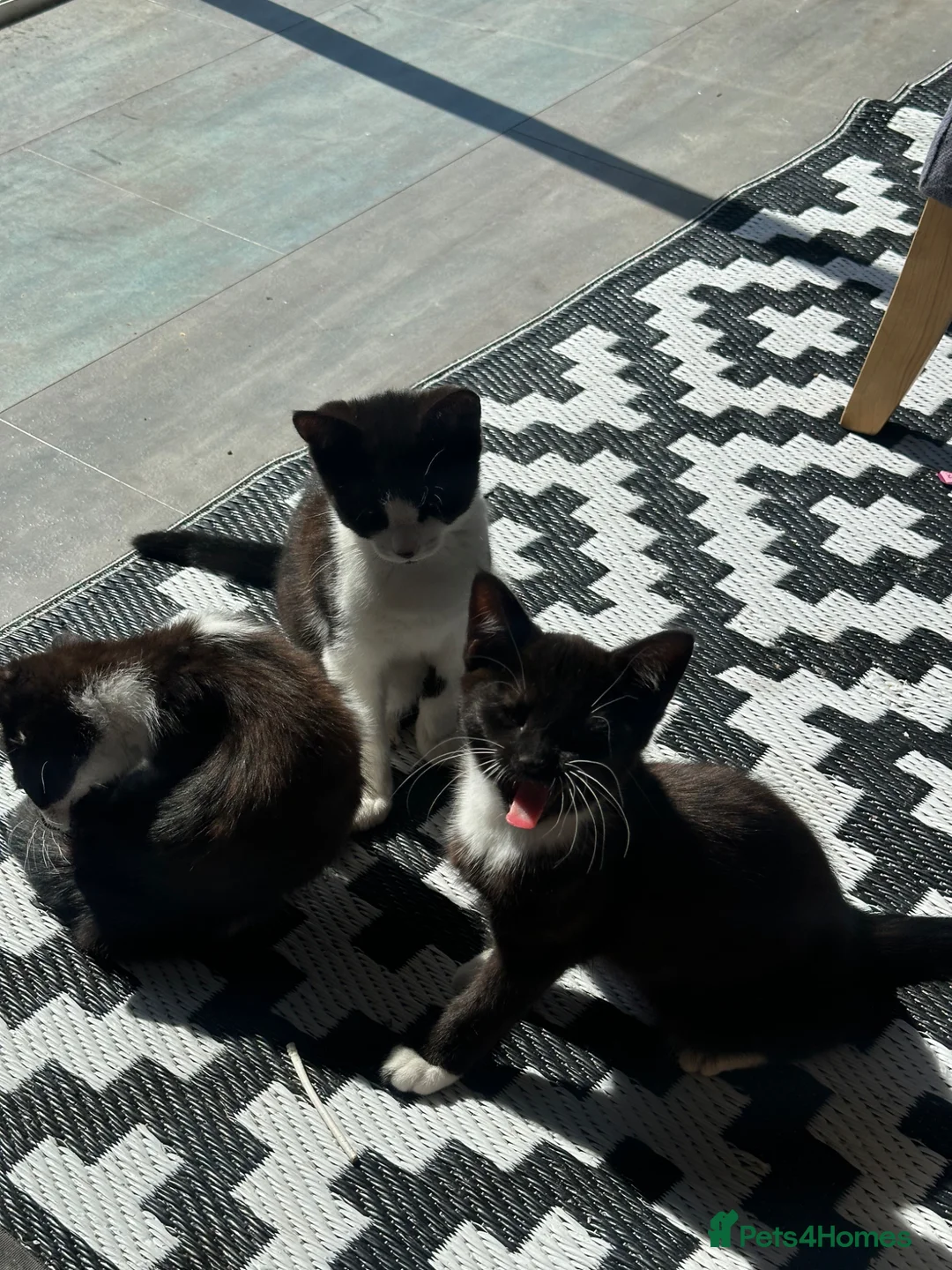 Mixed Breed cats for sale: Tuxedo kittens ready to leave  - Advert 2