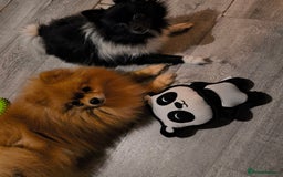 Pomeranian dogs for sale: Pomeranian dogs are looking for a loving home - Image 5